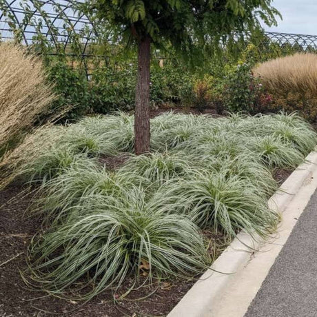 Carex ‘Feather Falls’