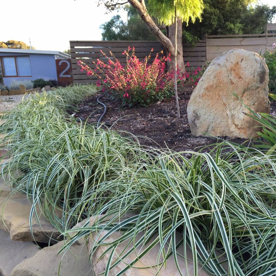 Carex ‘Feather Falls’