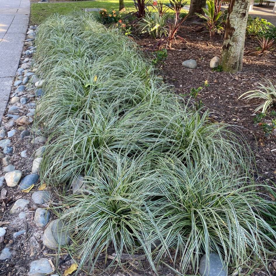 Carex ‘Feather Falls’