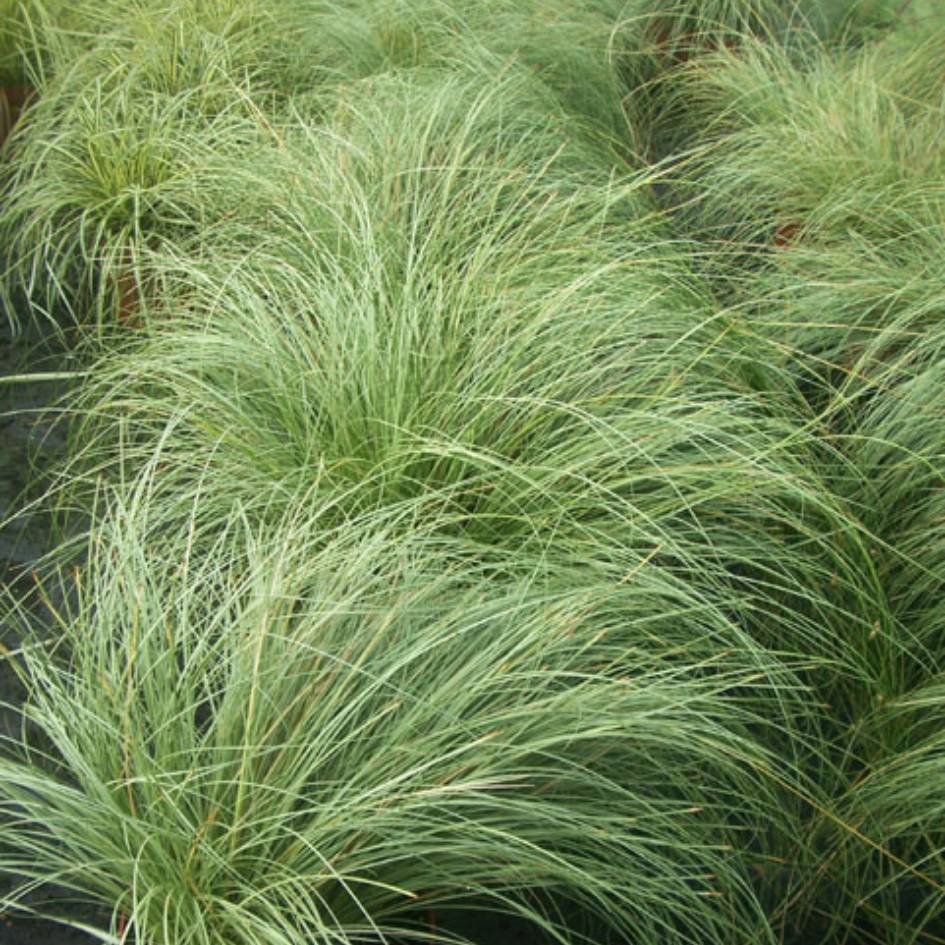 Carex comans ‘Frosted Curls’