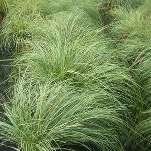 Carex comans ‘Frosted Curls’