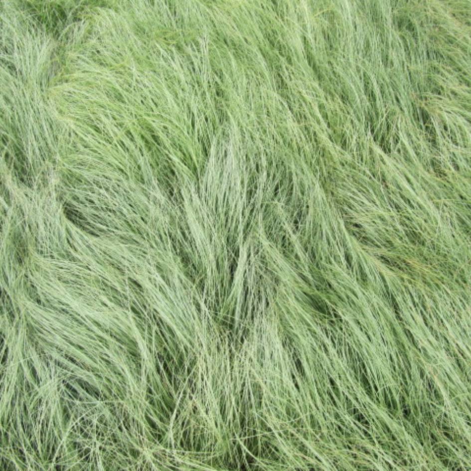 Carex comans ‘Frosted Curls’
