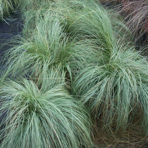 Carex comans ‘Frosted Curls’