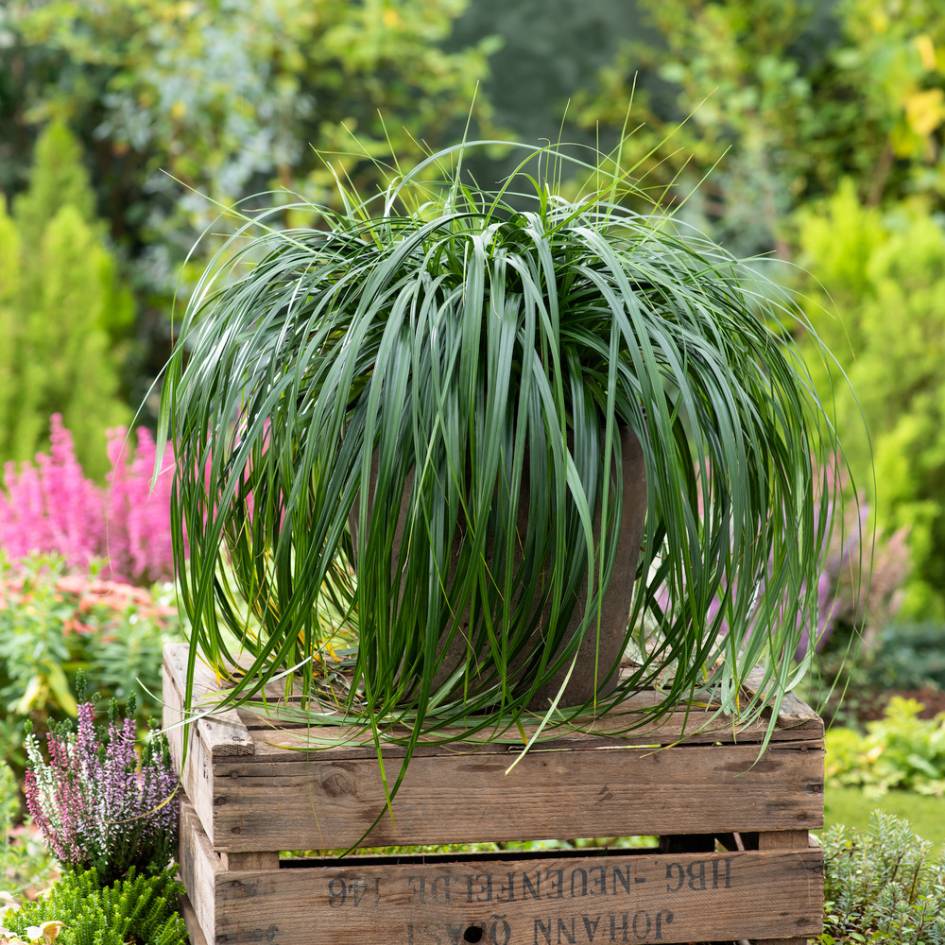 Carex ‘Ribbon Falls’