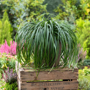 Carex ‘Ribbon Falls’