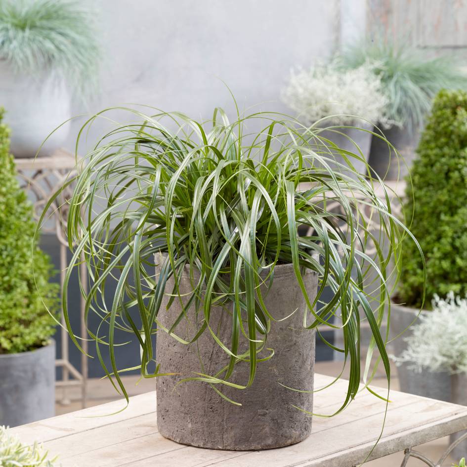 Carex ‘Ribbon Falls’