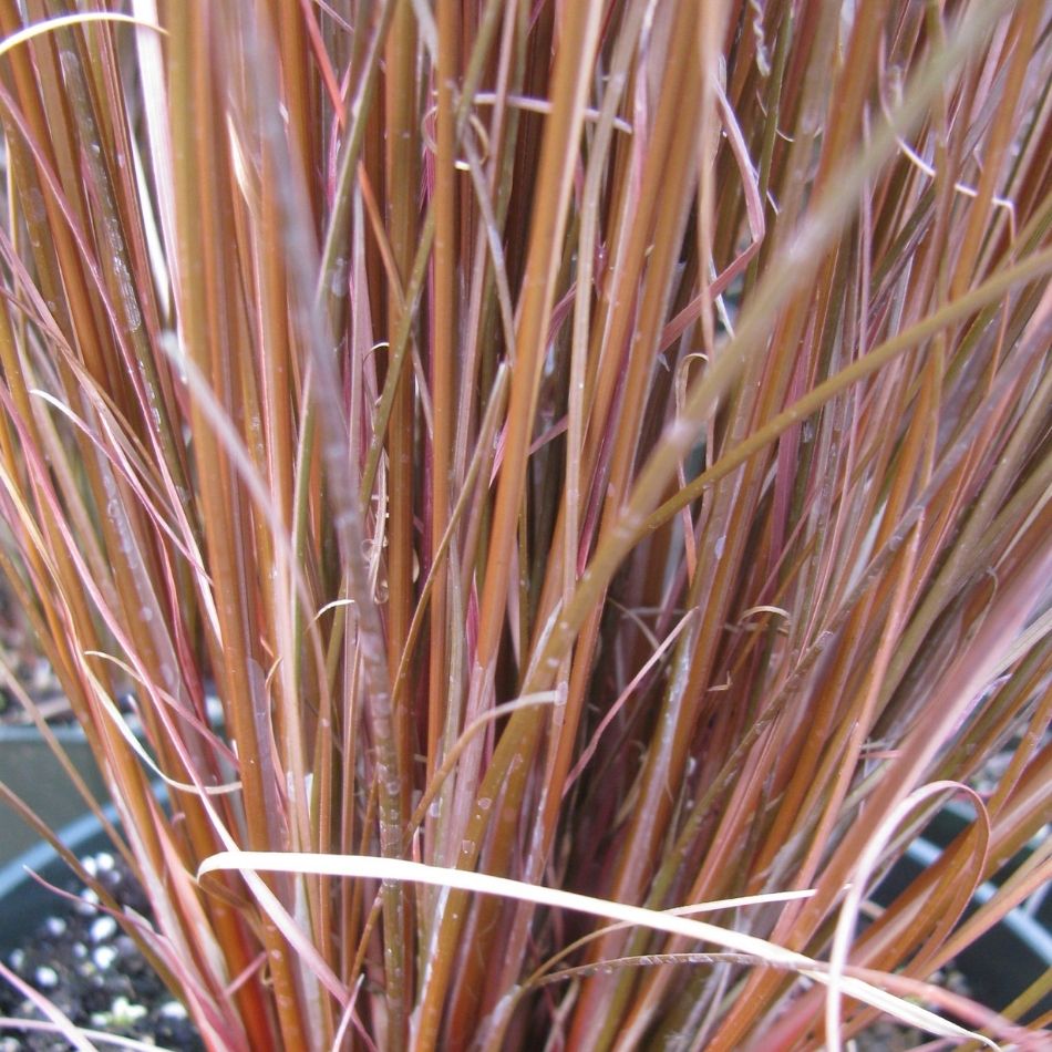 Carex buchananii ‘Red Rooster’