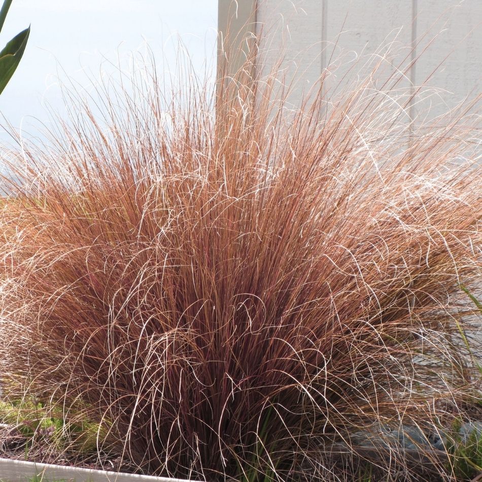 Carex buchananii ‘Red Rooster’