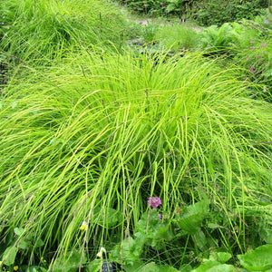 Carex elata ‘Aurea’