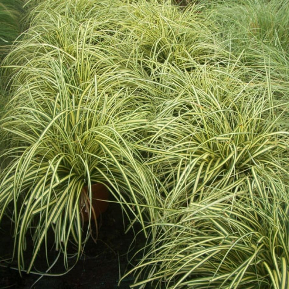 Carex oshimensis ‘Evergold’
