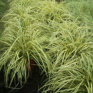 Carex oshimensis ‘Evergold’