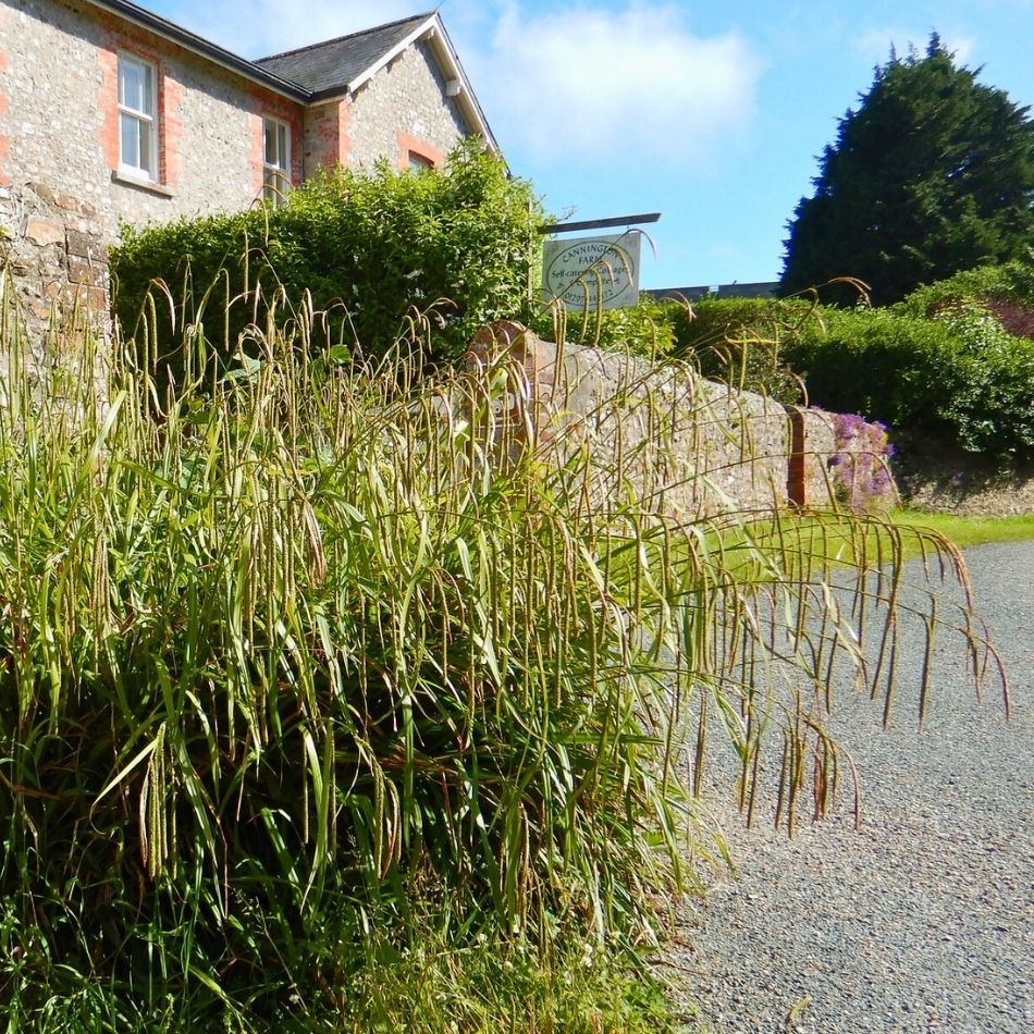 Carex pendula