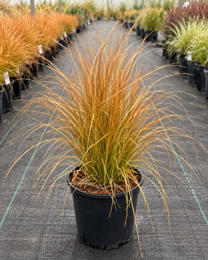 Carex testacea ‘Prairie Fire’