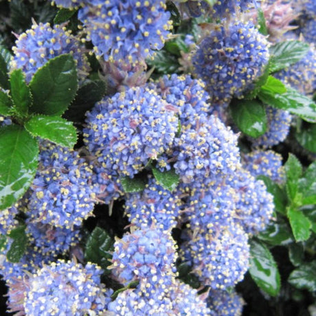 Ceanothus ‘Blue Mound’