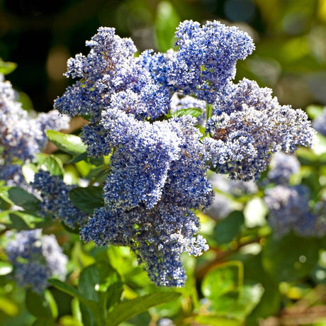 Ceanothus ‘Concha’