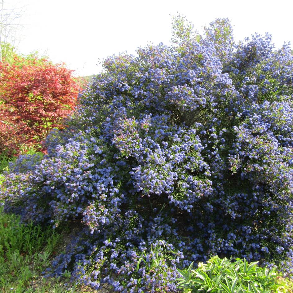 Ceanothus ‘Concha’