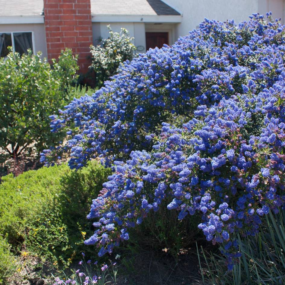 Ceanothus ‘Concha’