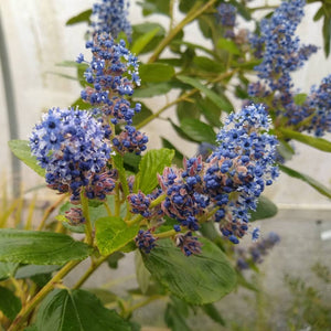Ceanothus arboreus ‘Trewithen Blue’