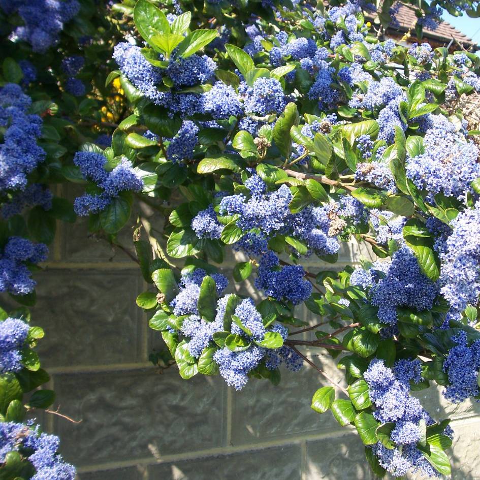 Ceanothus arboreus ‘Trewithen Blue’