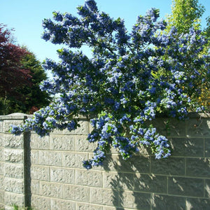 Ceanothus arboreus ‘Trewithen Blue’