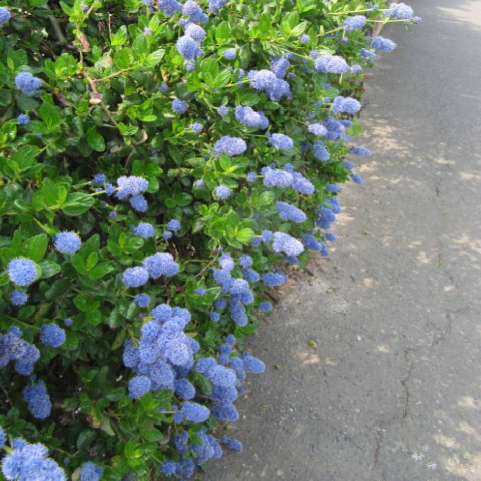 Ceanothus griseus var. horizontalis ‘Yankee Point’