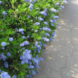 Ceanothus griseus var. horizontalis ‘Yankee Point’
