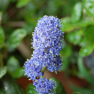 Ceanothus griseus var. horizontalis ‘Yankee Point’
