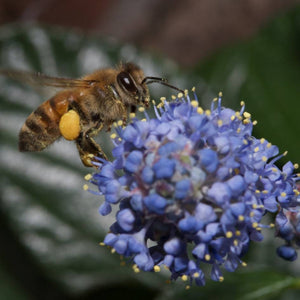 Ceanothus griseus var. horizontalis ‘Yankee Point’