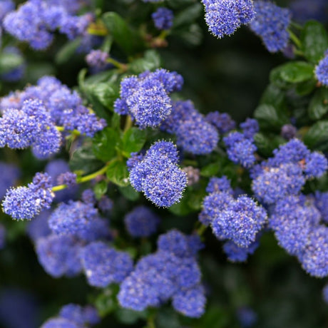 Ceanothus thyrsiflorus var. repens