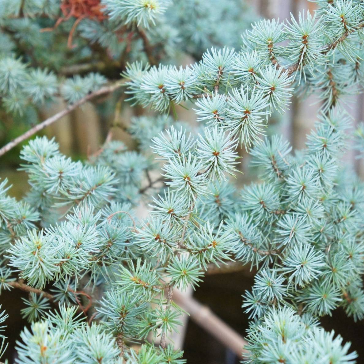 Cedrus atlantica ‘Glauca’