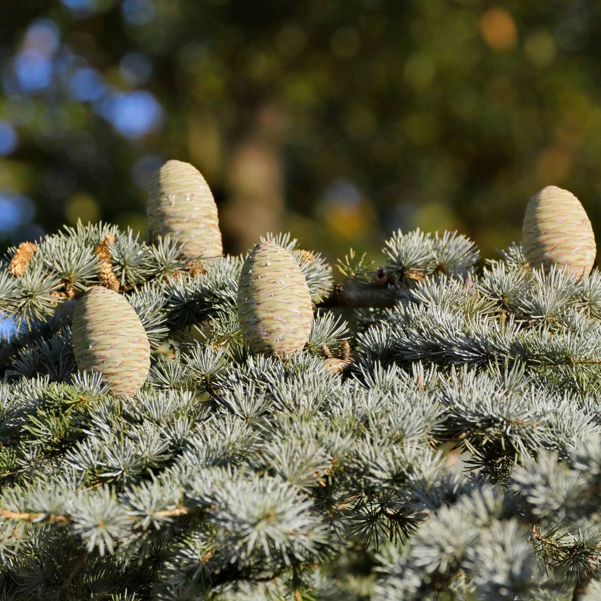 Cedrus atlantica ‘Glauca’