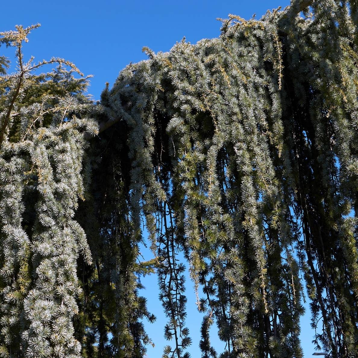 Cedrus atlantica ‘Glauca Pendula’