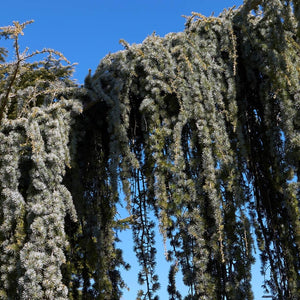 Cedrus atlantica ‘Glauca Pendula’