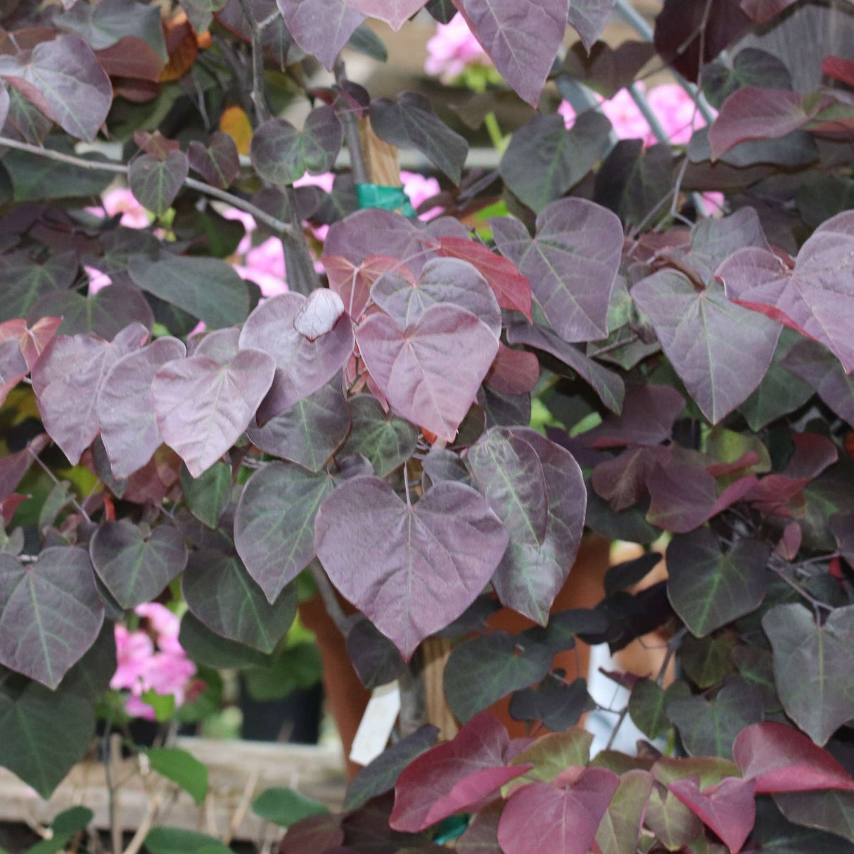 Cercis canadensis ‘Forest Pansy’