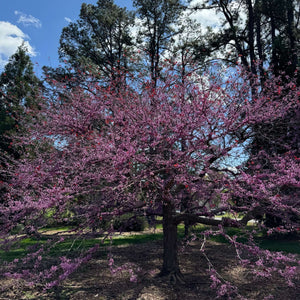Cercis canadensis ‘Forest Pansy’