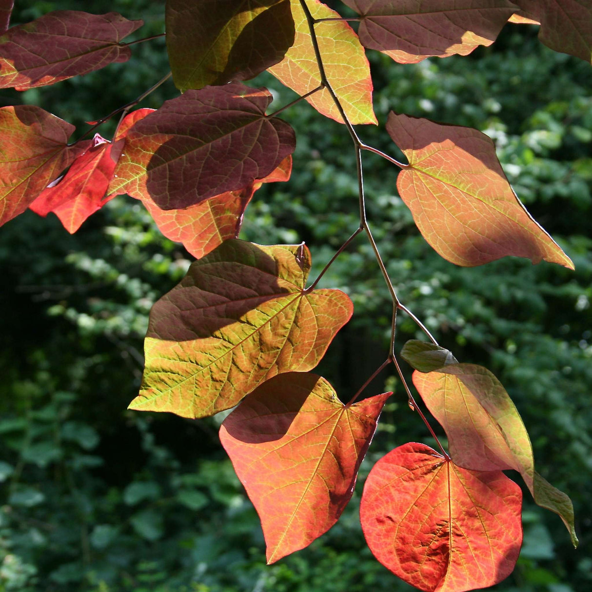 Cercis canadensis ‘Forest Pansy’