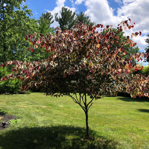 Cercis canadensis ‘Forest Pansy’