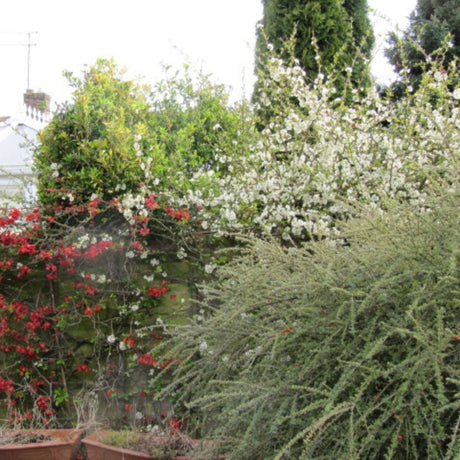 Chaenomeles speciosa ‘Nivalis’