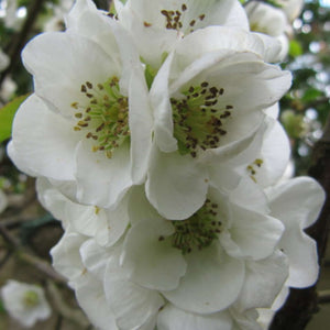Chaenomeles speciosa ‘Nivalis’