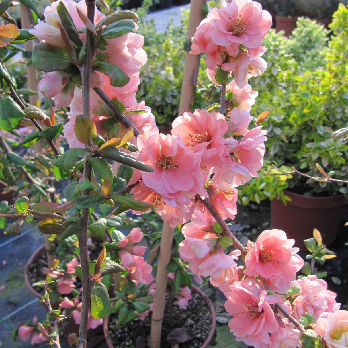 Chaenomeles speciosa ‘Falconnet Charlet’
