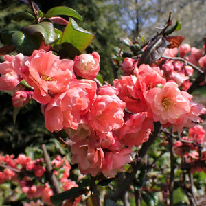 Chaenomeles speciosa ‘Falconnet Charlet’
