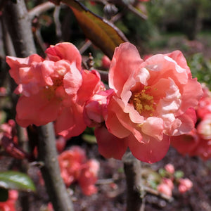 Chaenomeles speciosa ‘Falconnet Charlet’