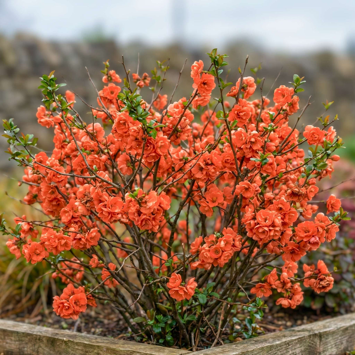 Chaenomeles speciosa ‘Mango Storm’