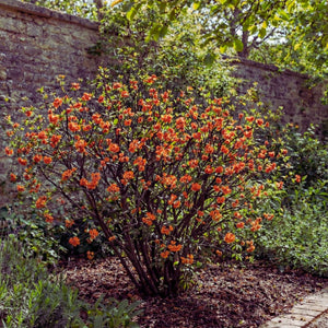 Chaenomeles speciosa ‘Orange Storm’