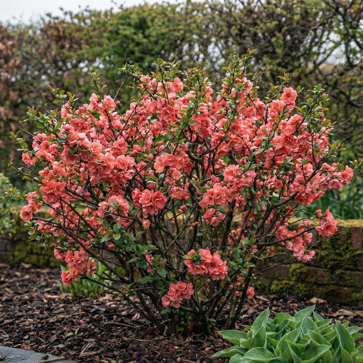 Chaenomeles speciosa ‘Pink Storm’