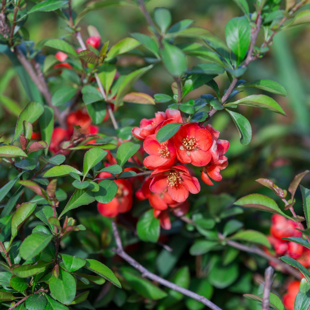 Chaenomeles × superba ‘Crimson and Gold’