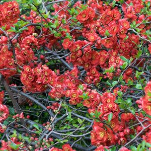 Chaenomeles × superba ‘Crimson and Gold’