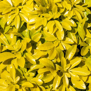 Choisya ternata ‘Sundance’