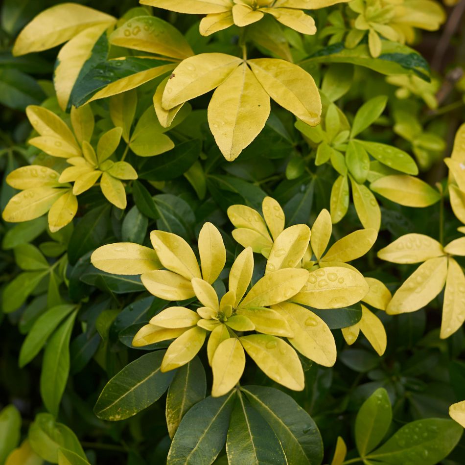 Choisya ternata ‘Sundance’