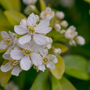 Choisya ternata ‘Sundance’